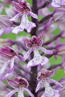 Orchis militaris x Orchis purpurea