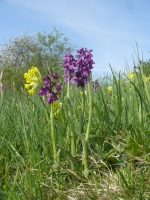 Anacamptis morio