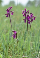 Anacamptis morio