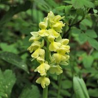 Orchis pallens