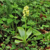 Orchis pallens