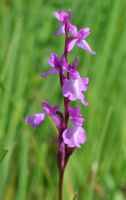 Anacamptis palustris