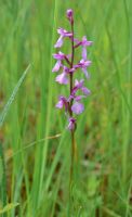 Anacamptis palustris