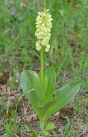 Orchis pallens