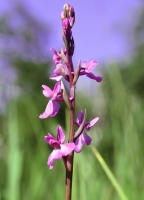 Anacamptis palustris