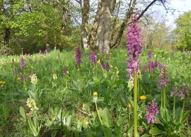 Orchis hausknechtii = Orchis pallens x Orchis mascula