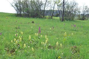 >Orchis hausknechtii = Orchis pallens x Orchis mascula