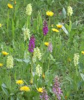 Orchis hausknechtii = Orchis pallens x Orchis mascula