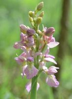 Orchis hausknechtii = Orchis pallens x Orchis mascula, Blütenstand blassrosa