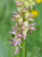 >Orchis hausknechtii = Orchis pallens x Orchis mascula