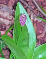 Orchis purpurea