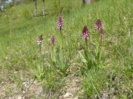 Orchis purpurea