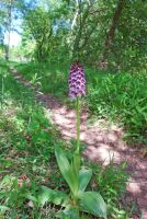 Orchis purpurea