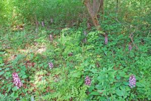 Orchis purpurea