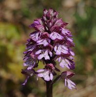 >Orchis purpurea