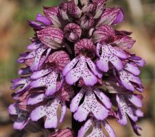 Orchis purpurea