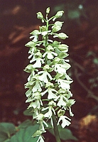 Orchis purpurea