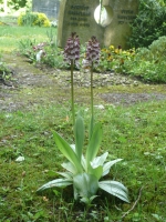 Orchis purpurea