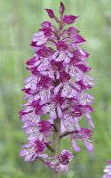 Orchis purpurea x Orchis militaris