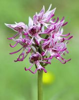 Orchis simia