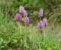 Orchis simia