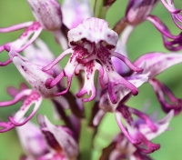 Orchis simia