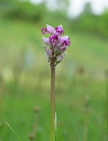 Orchis simia