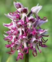 Orchis simia