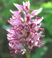 Orchis simia