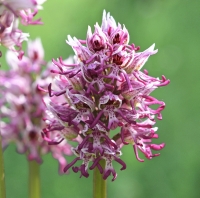 Orchis simia