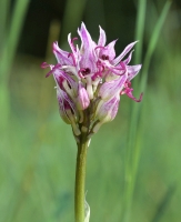 Orchis simia