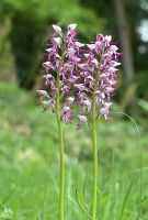 Orchis simia x Orchis militaris