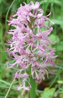 Orchis simia x Orchis militaris