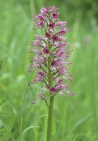 Orchis simia x Orchis purpurea