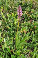 Orchis spitzelii