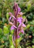 Orchis spitzelii