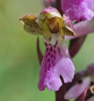 Orchis spitzelii