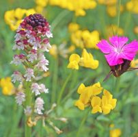 Neotinea ustulata mit Dianthus carthusianorum