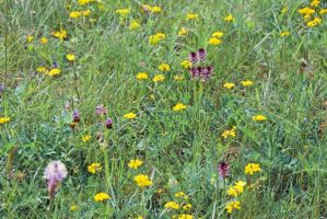 Neotinea ustulata und Ophrys holoserica