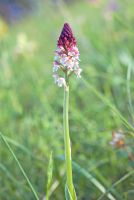 Neotinea ustulata ssp. aestivalis