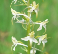 Platanthera bifolia