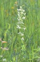 Platanthera bifolia