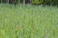 Platanthera bifolia