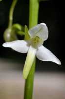 Platanthera bifolia