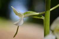 Platanthera bifolia