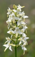 Platanthera bifolia