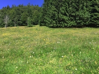 Platanthera bifolia
