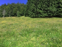 Platanthera bifolia