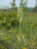 Platanthera chloranta