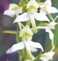 Platanthera chlorantha